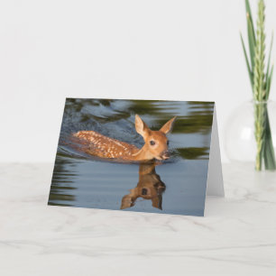 Hjort Fawn Minnesota Kort