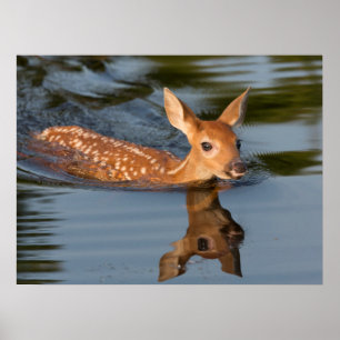 Hjort Fawn Minnesota Poster