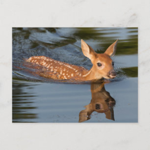Hjort Fawn Minnesota Vykort