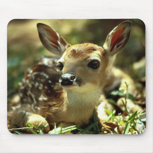 Hjort Fawn Musmatta (Framsidan)