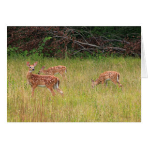 Hjort Fawn Triplets Hälsningskort