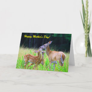 Hjort Fawns Nursing, Lycklig Mors dag! Kort