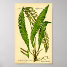 Hjort Fern (Blechnum spicant)