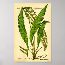 Hjort Fern (Blechnum spicant) Poster
