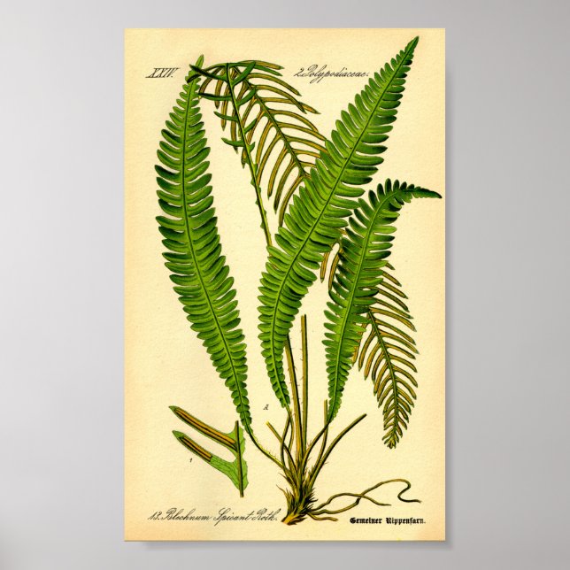 Hjort Fern (Blechnum spicant) Poster (Framsidan)