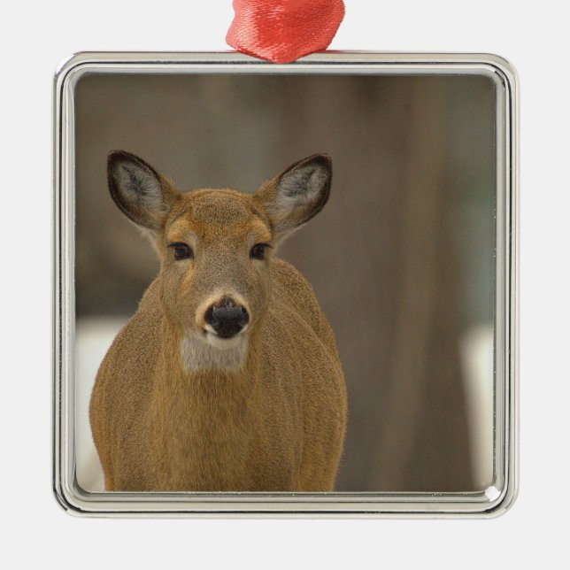 Hjort Foto Ornament  (Framsidan)