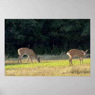 Hjort Fotoaffisch Poster