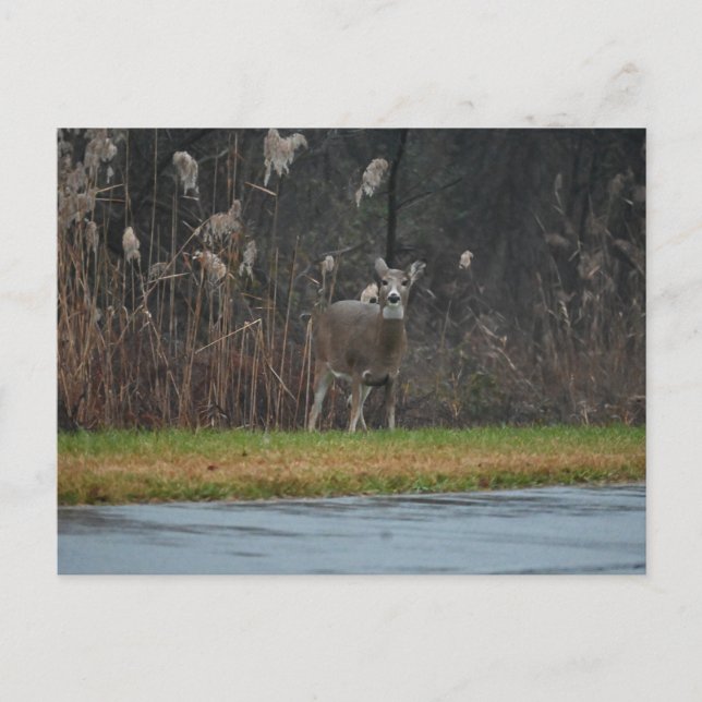 Hjort Fotovykort Vykort (Framsida)