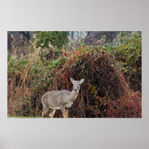 Hjort från Bush Photo Poster