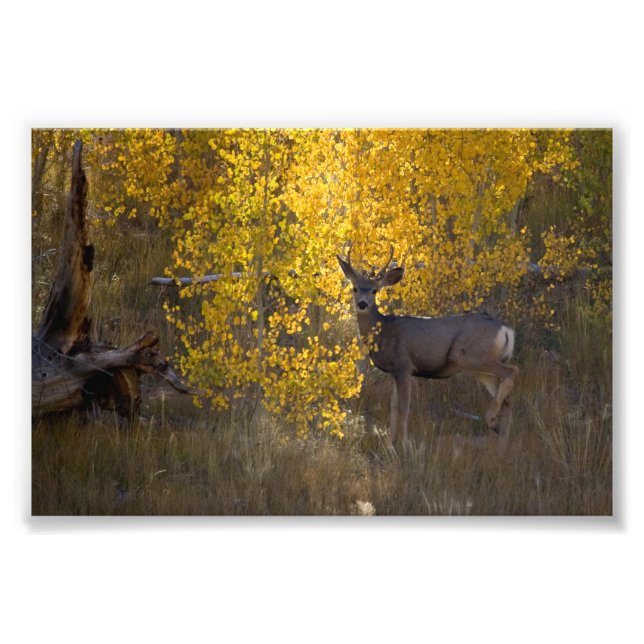 Hjort - Grand Canyon nationalpark - Arizona Fototryck (Framsidan)