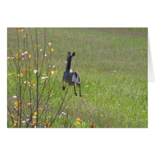 Hjort Hälsningskort (Framsidan Horizontal)