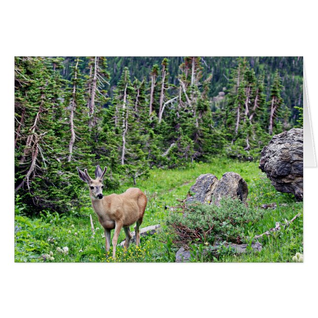 Hjort Hälsningskort (Framsidan Horizontal)