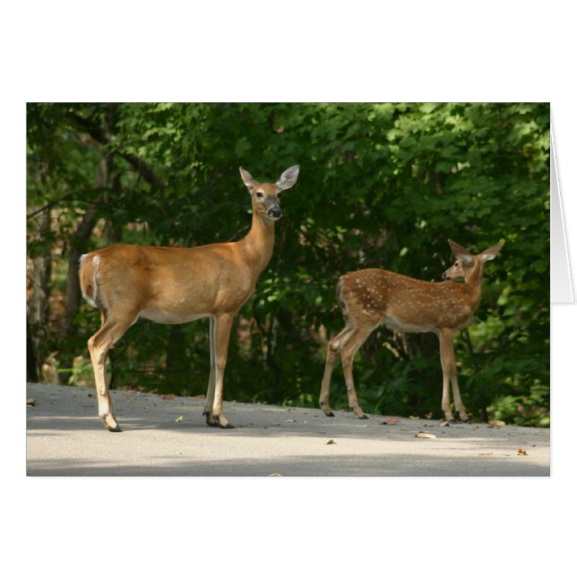 Hjort Hälsningskort (Framsidan Horizontal)