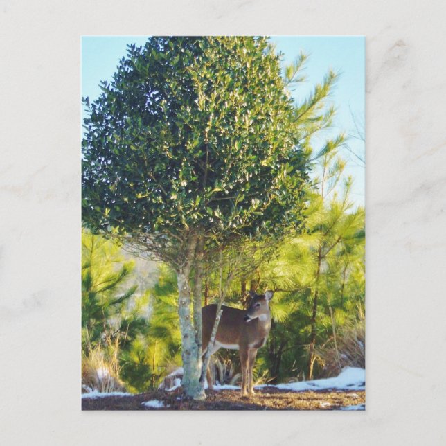 Hjort & Holly berry träd i snö Vykort (Framsida)