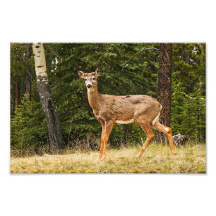 Hjort i Alberta Kanada Fototryck
