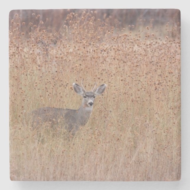 Hjort i ängen stenunderlägg (Framsidan)