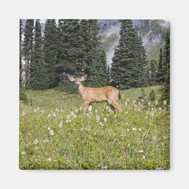 Hjort i Paradise Park Magnet (Framsidan)