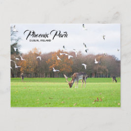 Hjort i Phoenix Park Dublinvykort Vykort