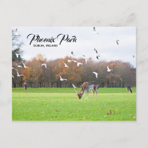 Hjort i Phoenix Park Dublinvykort Vykort