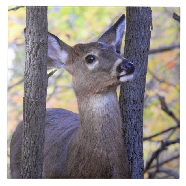 HJORT i SKOGEN Kakelplatta (Framsidan)
