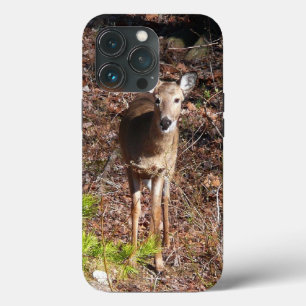 Hjort i Skogen naturfotografi