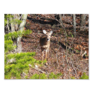 Hjort i Skogen naturfotografi Fototryck