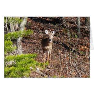 Hjort i Skogen naturfotografi Hälsningskort