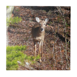 Hjort i Skogen naturfotografi Kakelplatta