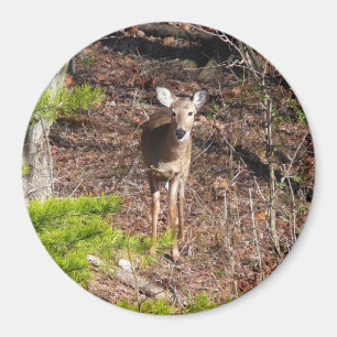 Hjort i Skogen naturfotografi Magnet