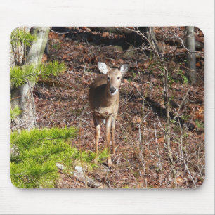 Hjort i Skogen naturfotografi Musmatta