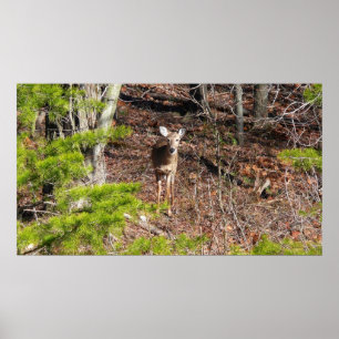 Hjort i Skogen naturfotografi Poster