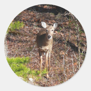 Hjort i Skogen naturfotografi Runt Klistermärke