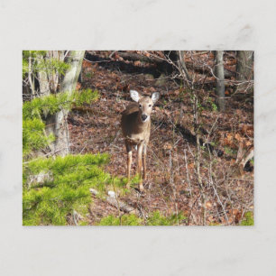 Hjort i Skogen naturfotografi Vykort