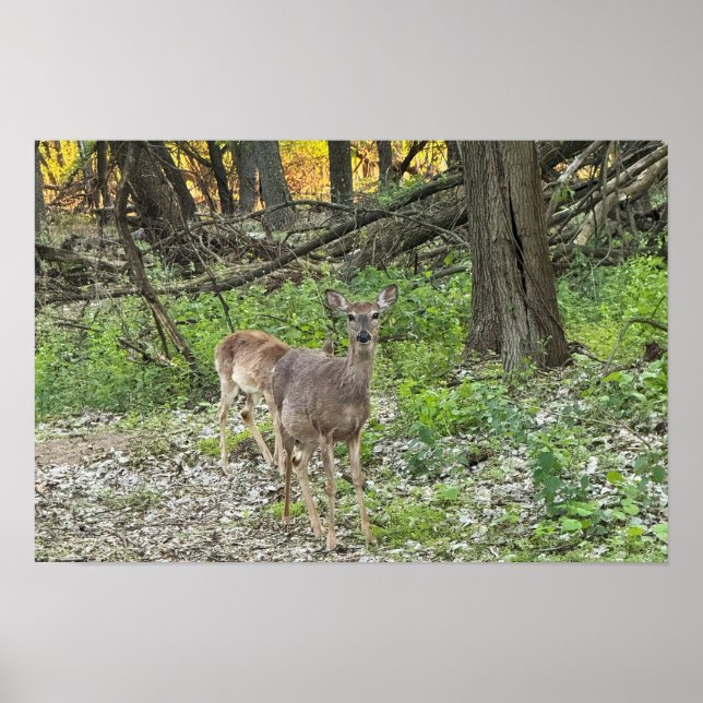 HJORT i SKOGEN POSTER (Framsidan)