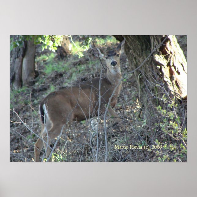 Hjort i Skogen - välj Ram Poster (Framsidan)