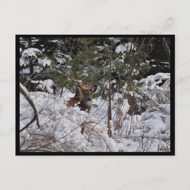 HJORT i SKOGEN Vykort (Framsida)