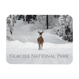 Hjort i Snö, Glacier nationalpark Magnet