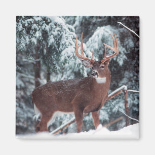 Hjort i Snö Magnet