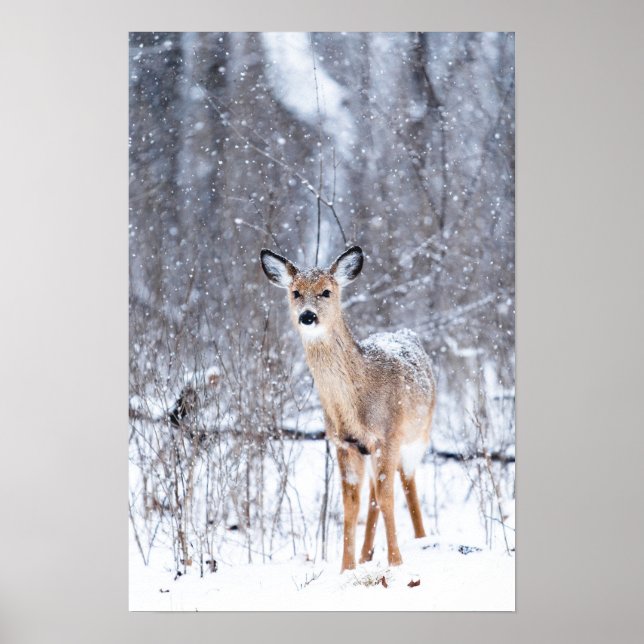 HJORT i SNÖ Poster (Framsidan)