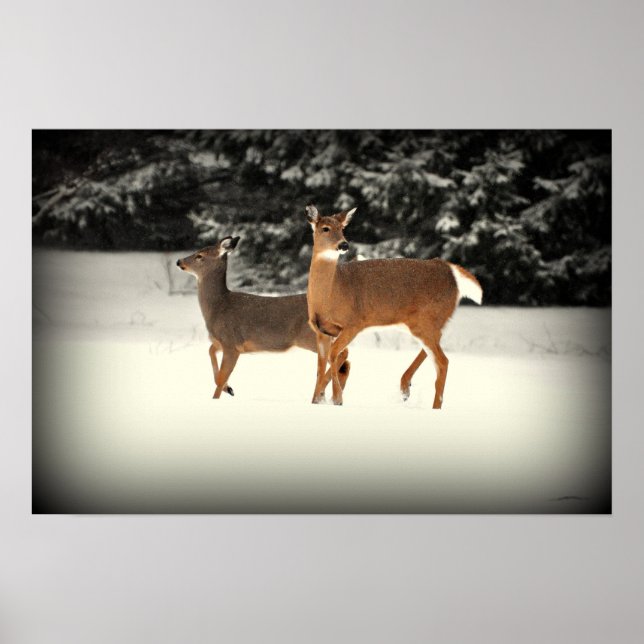 HJORT i SNÖ POSTER (Framsidan)
