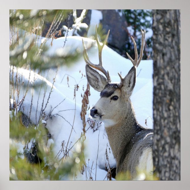 HJORT i SNÖ Poster (Framsidan)