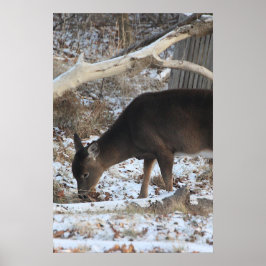 Hjort i snön poster