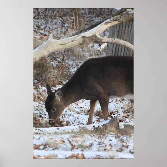 Hjort i snön poster (Framsidan)