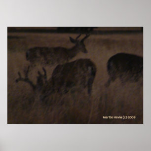 Hjort i torrgräs poster
