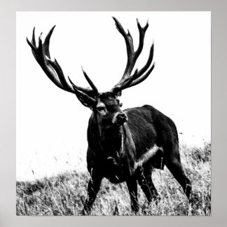 Hjort i värme poster