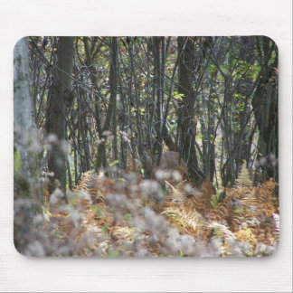 Hjort i West Virginia Musmatta
