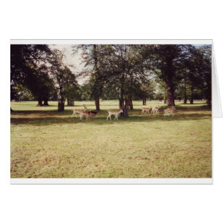 Hjort in Richmond Park Hälsningskort