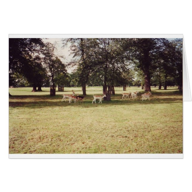 Hjort in Richmond Park Hälsningskort (Framsidan Horizontal)