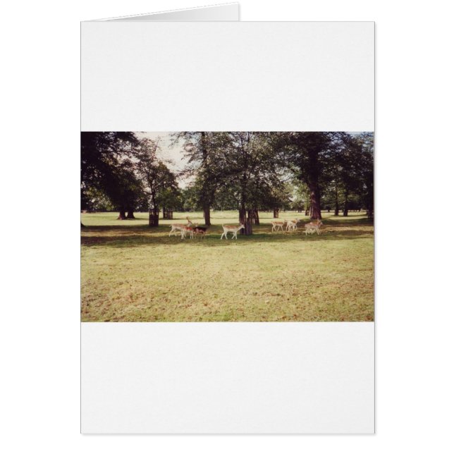 Hjort in Richmond Park Hälsningskort (Framsidan)