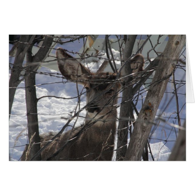 Hjort-kort Hälsningskort (Framsidan Horizontal)